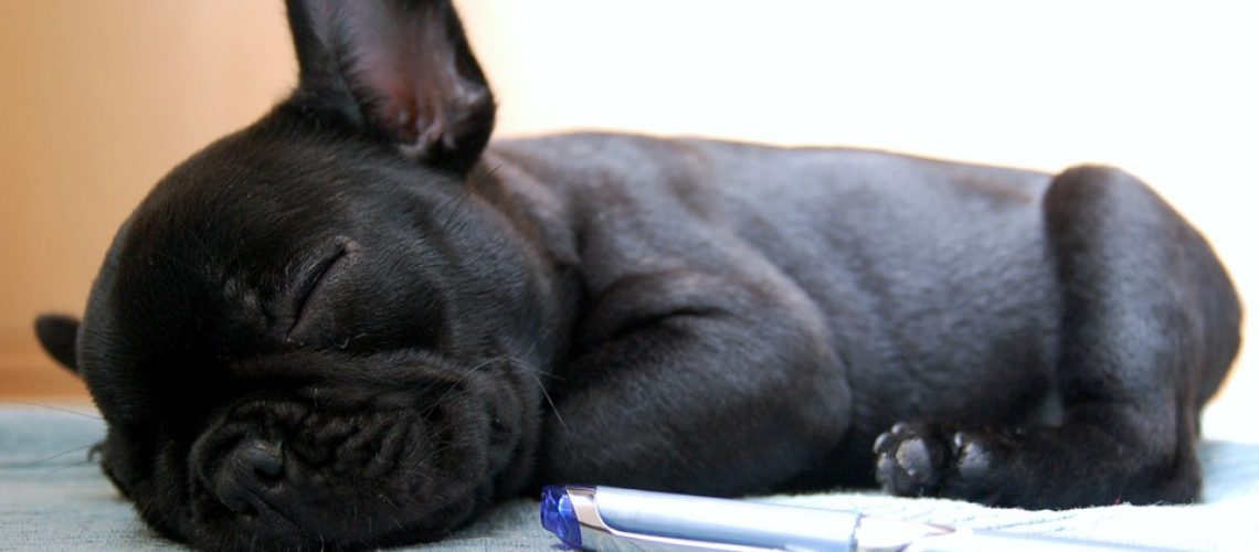 How to Clean French Bulldog Ears: Vet-Approved Step-by-Step Guide