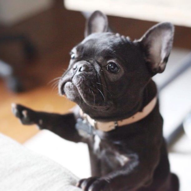 French Bulldog FAQ