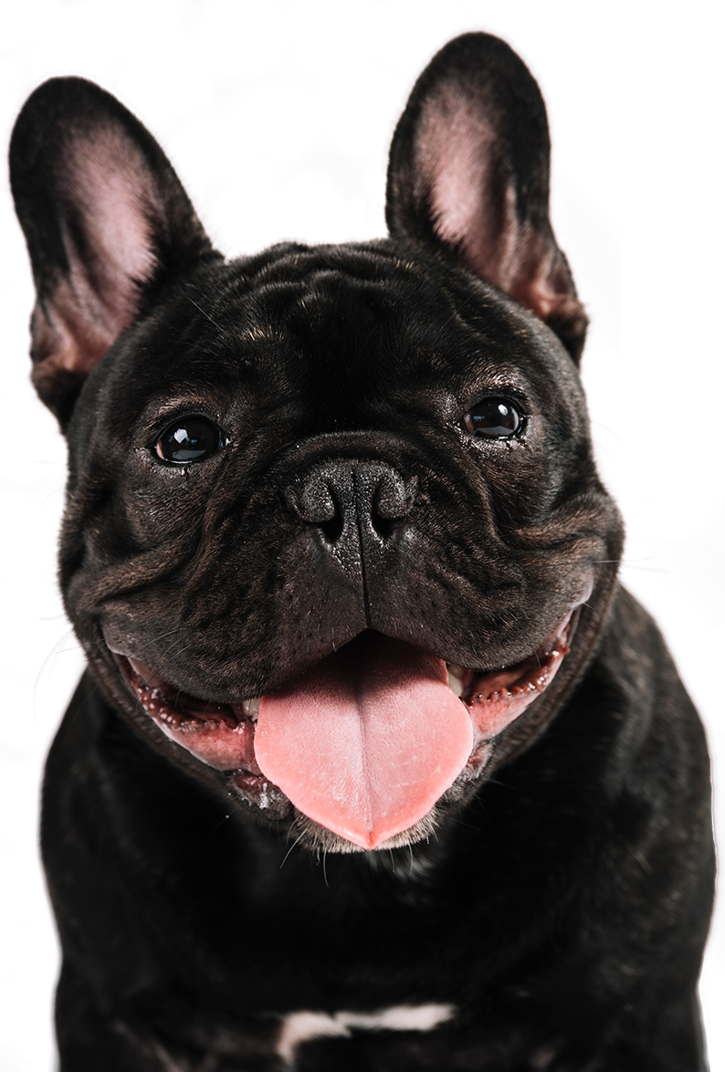 French Bulldog mascot